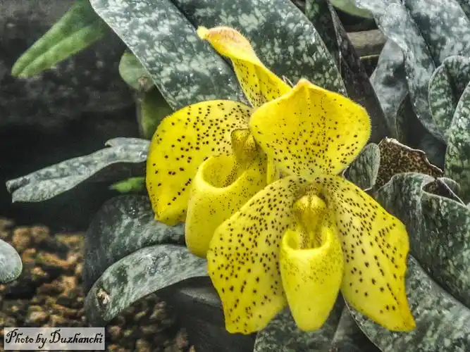 花木赏悦(50)花中美女-兜兰