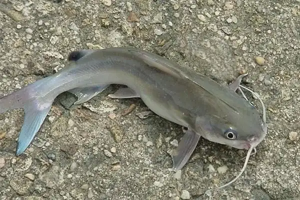 本地鲶鱼与埃及塘鲺的区别 - 惠农网