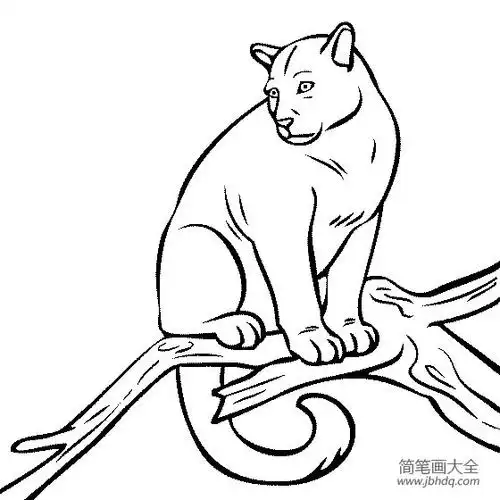 野生动物简笔画美洲狮简笔画图片