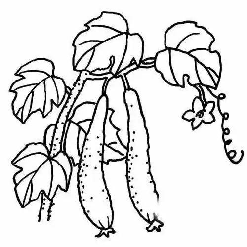 简笔画黄瓜的叶子是什么颜色