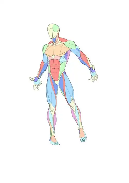 人体肌肉画法,肌肉绘画素材分享#绘画素材参考#大木画画绘画课堂超话