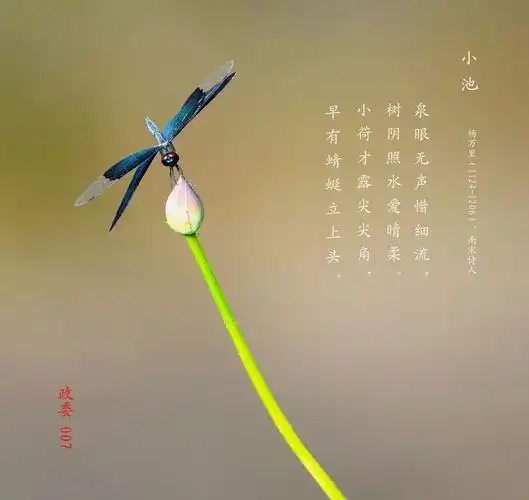 小荷才露尖尖角 早有蜻蜓立上头图画