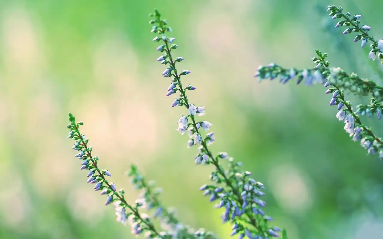 绿色护眼植物露珠高清桌面壁纸高清大图预览1920x1200_植物壁纸下载_