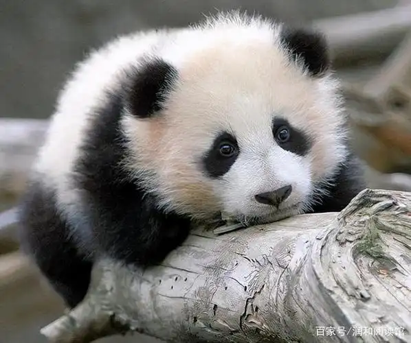 世界上能萌化你心的小动物前十名(第六名)