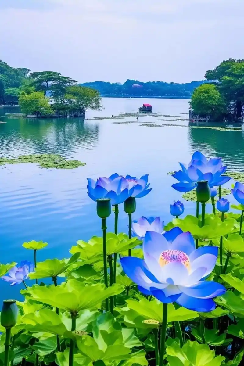 一个地方叫着人间天堂,那就是杭州西湖美景,夏日荷花绽放,荷塘 - 抖音