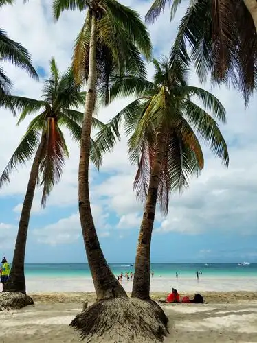 蓝天白云下,碧蓝的海水,雪白的沙滩,高大的椰树,这一切都是那么美,真