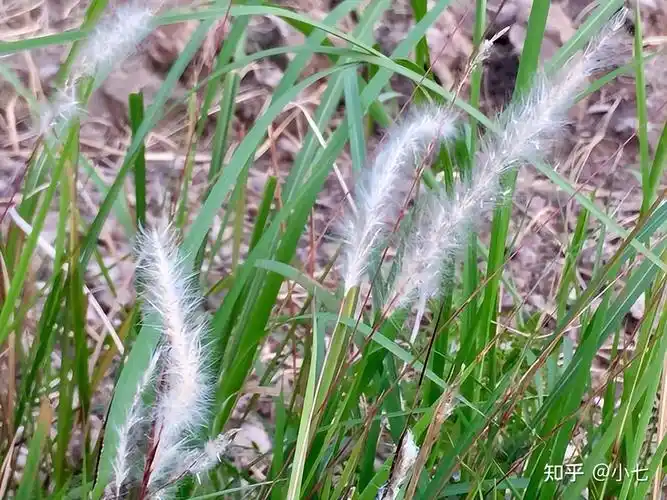 地,常常能看见谷荻的身影,它还有多种叫法,比如"毛衣","毛毡","毛芽"
