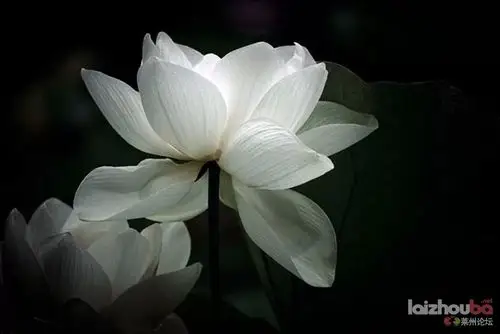 我是佛前的一朵青莲