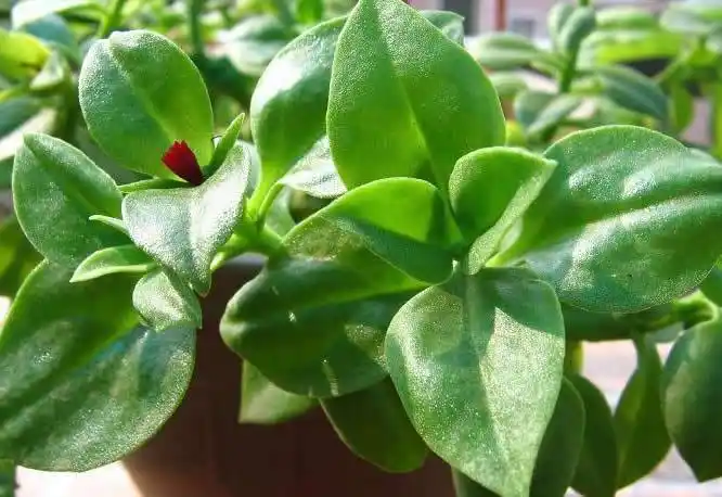 清朝药学著作《本草纲目拾遗》中记载:"人参补气第一,三七补血第一,味