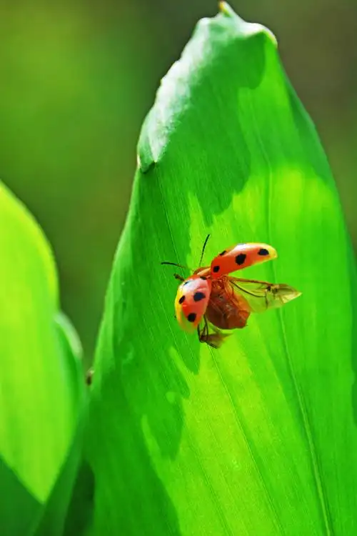 江苏省无锡市锡山区.|瓢虫|锡山区|野趣_新浪新闻