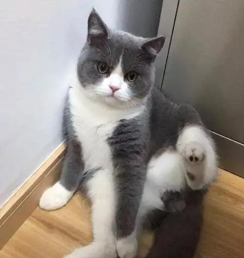 5,太懒了英短猫大多数时候都不愿意动.