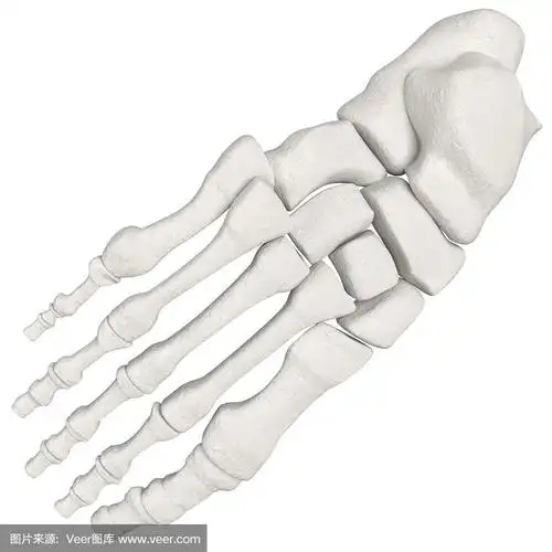 人体足部骨骼解剖学