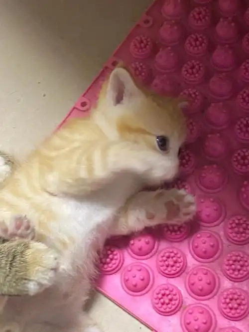 超可爱的英短橘猫寻求领养免费