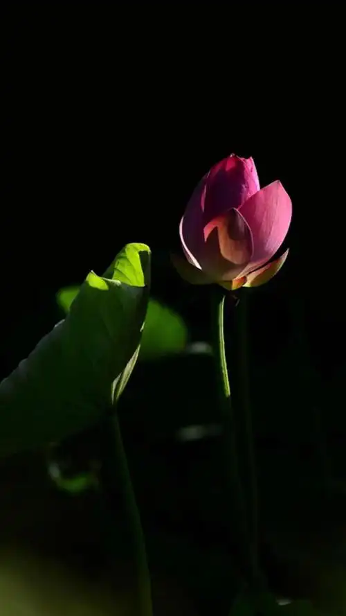 唯美黑底意境图片