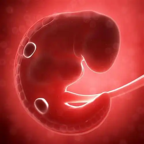 怀孕两个月了, 胎儿大概有多大? , 听医生来和你说说