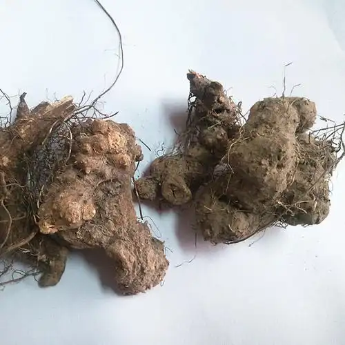 中药材 香茶菜根 盘龙七根