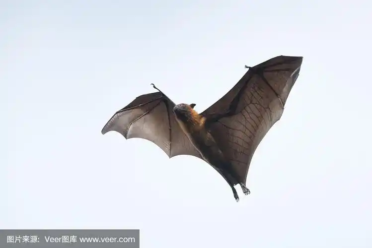飞行蝙蝠孤立在白色背景