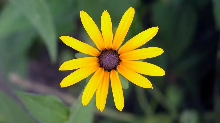 芬芳的花朵摄影高清宽屏桌面壁纸