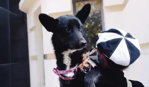 双耳耸立目光坚毅 我捡的"帅小黑"是军警犬?