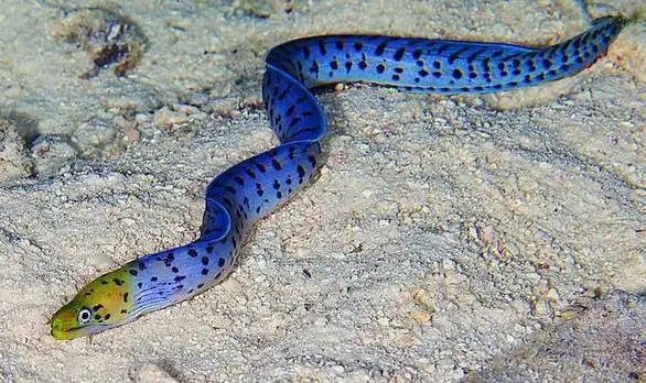 常见的蓝色东西有哪些 _生活常识_小高教学网