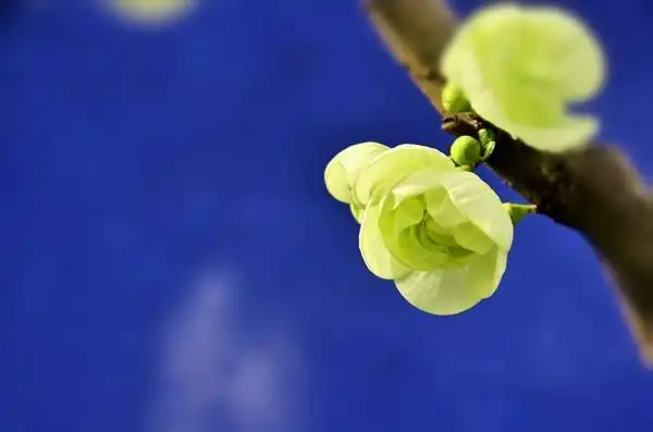 绿萼贴梗海棠花