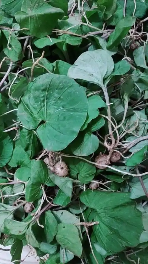 谁知道这个草药叫什么名字不,多少钱一斤9696