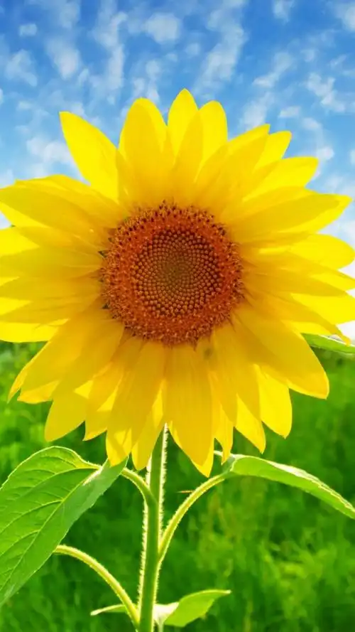 唯美迷人的向日葵风景