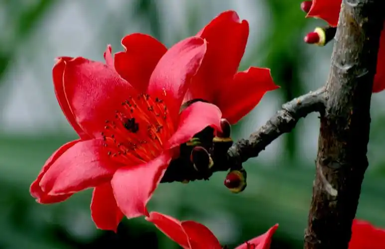 又到木棉花开时