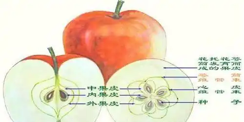 吃了几十年的苹果,谁知净是吃了些假果!_果实_子房_水果