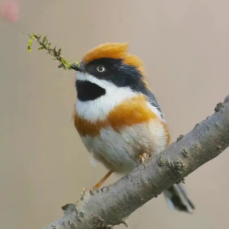 鸟中"小熊猫"——红头长尾山雀   体长10厘米左右,长相呆萌可爱,常被