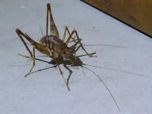 展开全部 突灶螽 别名灶马蟋 灶鸡 灶虾