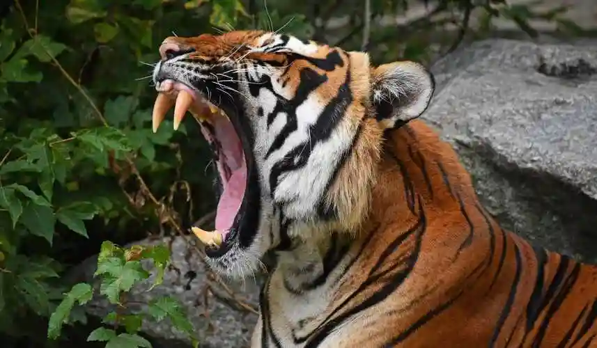 狮子怎么叫豹子的叫声