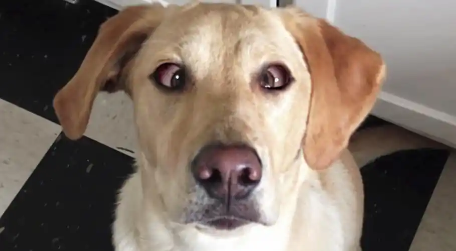 >会微笑会斗鸡眼的逗比狗 | fotomen