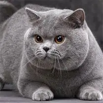 英短蓝猫幼猫银渐层猫咪活物纯种血统猫舍美短大猫活体英国短毛猫