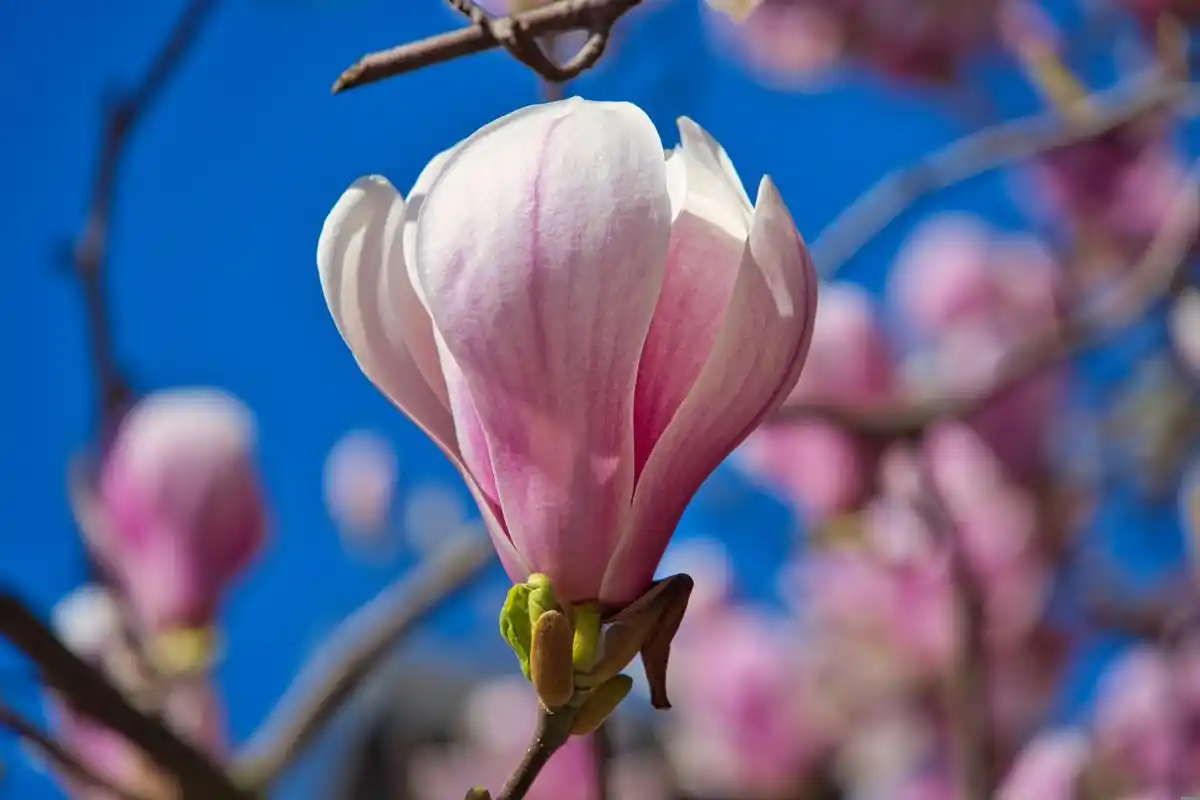 雪白花瓣,娇艳欲滴,映日气味凝寒碧.