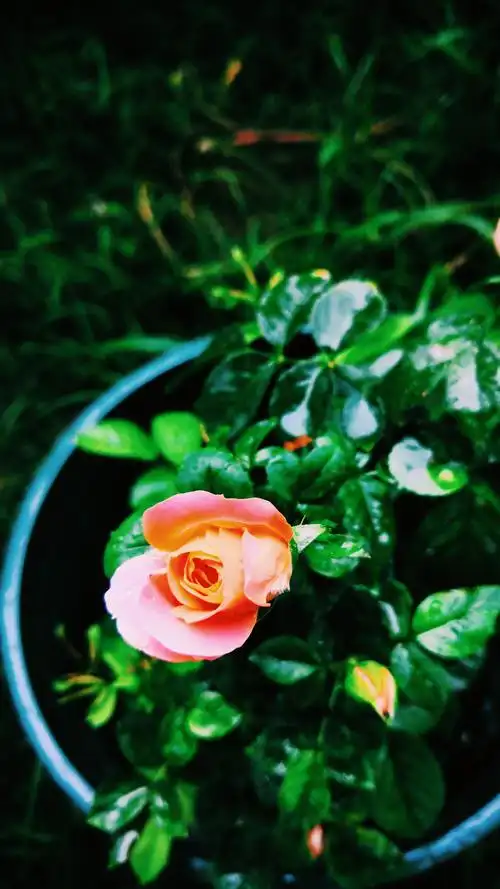 2021-01-18 09.25.23 2.jpg