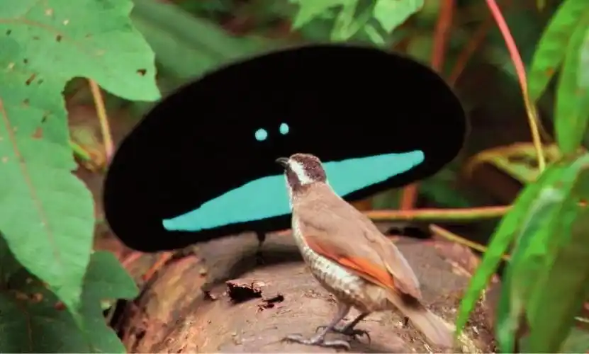 劳氏六线风鸟在炫耀它如丝线般的头部羽毛和彩虹色的背部羽毛.