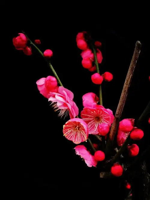 川杨河畔有二棵梅花树