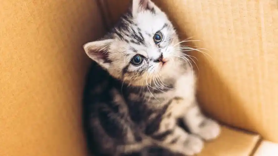 2020-06-16壁纸标签:猫4k壁纸封面图猫壁纸【1151】壁纸于2020-06-16