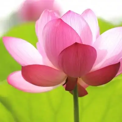 荷花头像淡雅馨香出淤泥不染的荷花