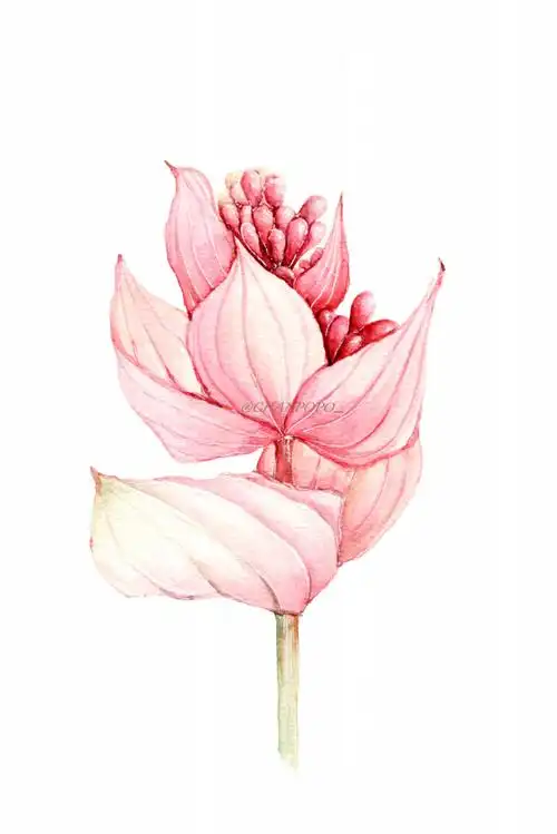 水彩 手绘 绘画 插画 清新 植物 花卉