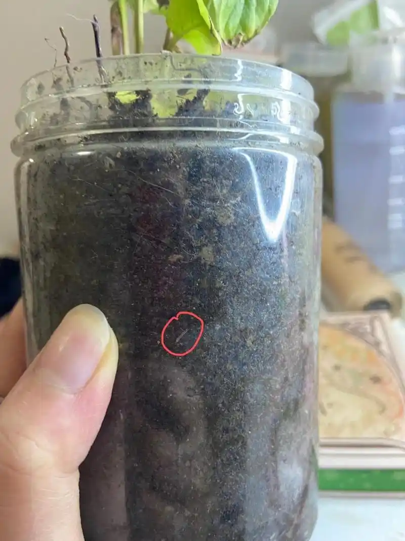 盆土里面长的白色半透明小虫子 自从搬家以后  房间窗户晒不到阳光