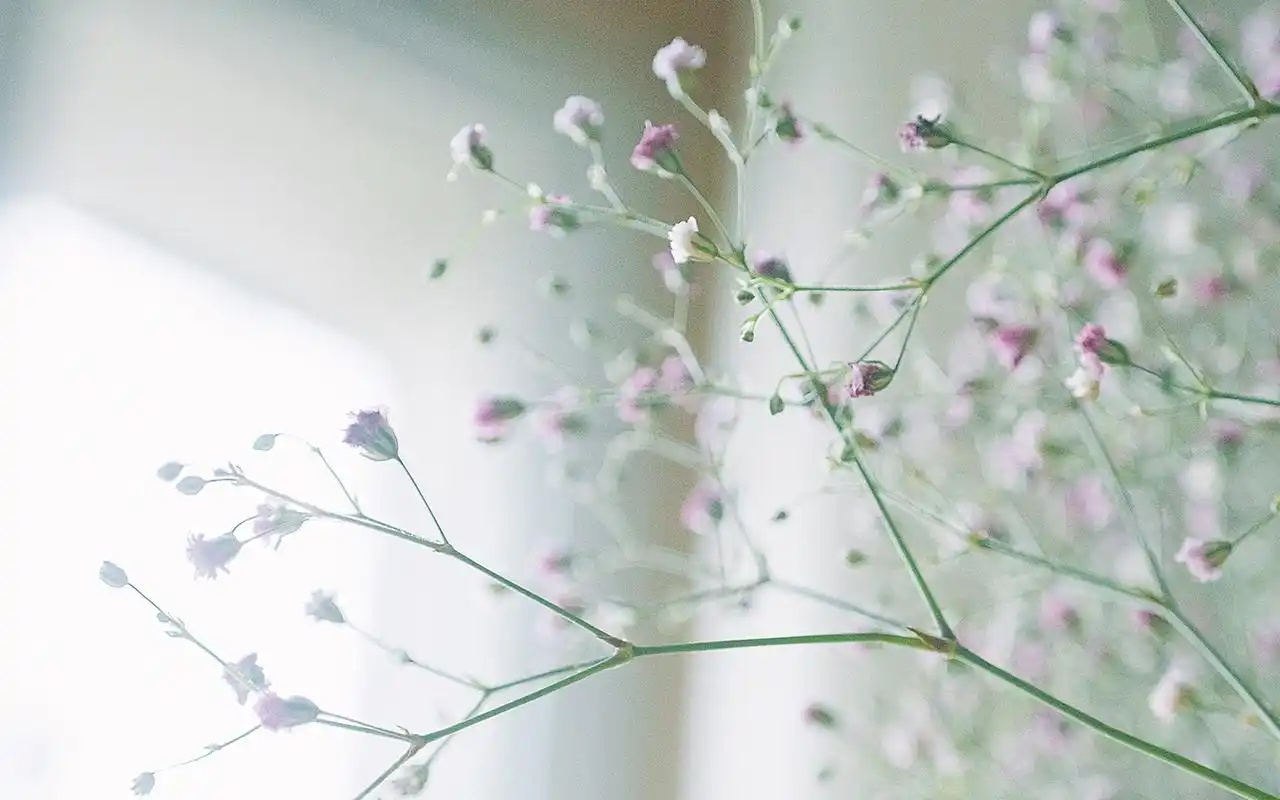 小清新绿色护眼植物图片桌面壁纸