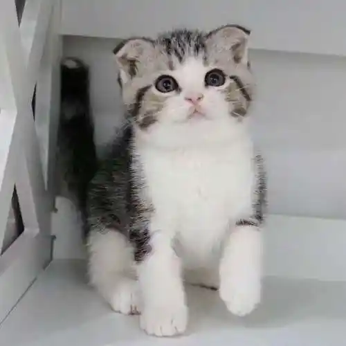 猫咪大全 折耳猫 价格:2000.