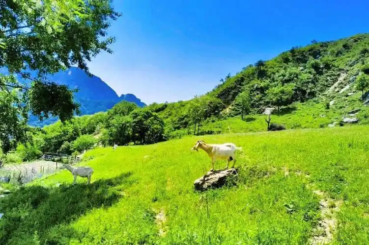 徒步穿越流峪高山草甸!探访秦岭"阿勒泰"!看高山田园风光!