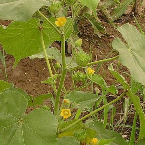 苘麻种子青麻种子 野苎麻 线麻冬葵种子 小苘子做麻绳用种籽qcdd 苘麻