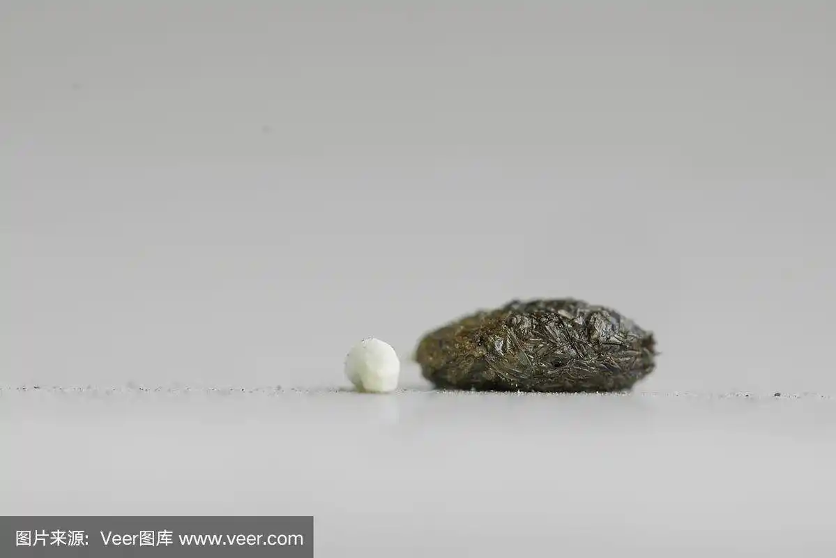 地板上有壁虎的粪便