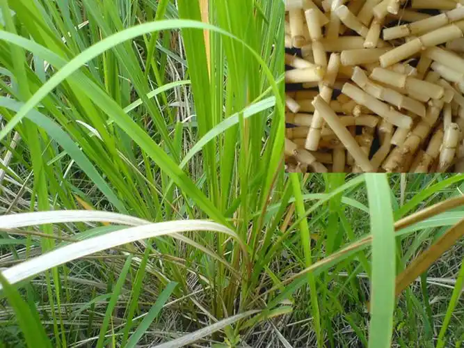 农聚源鲜茅根500g白茅根毛根新鲜蔬菜as