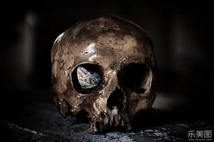 上世界下世界寻找泰丽莎_蝴蝶在花朵上_世界上最恐怖的蝴蝶