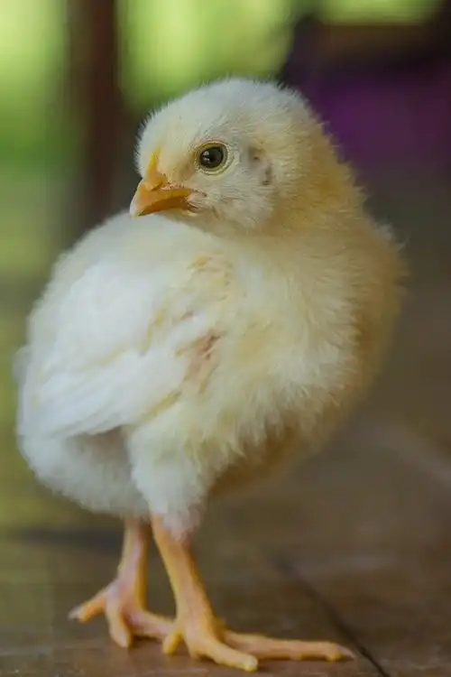 毛茸茸的小鸡回头看 640x1136 iphone 5/5s/5c/se 壁纸,图片,背景